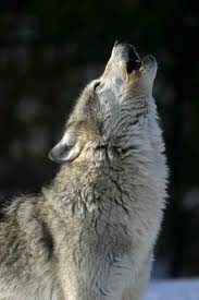 wolf